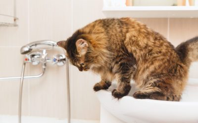 5 Signs & Symptoms Of Urinary Tract Infections In Pets