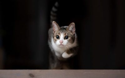 Was It Something I Said? Why Your Cat Runs Away