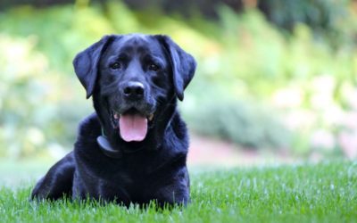 A Tummy In Knots: Understanding Bloat In Dogs