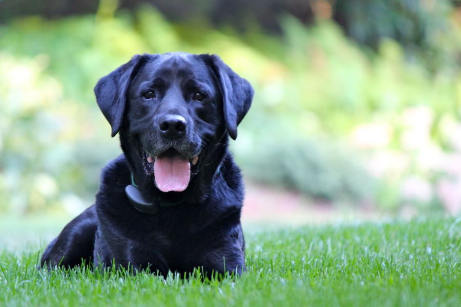 black dog laying on the grass