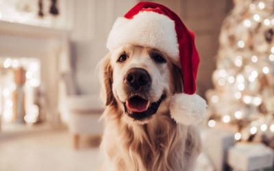 It’s The Most Wonderful Time Of The Year…To Practice Holiday Pet Safety!