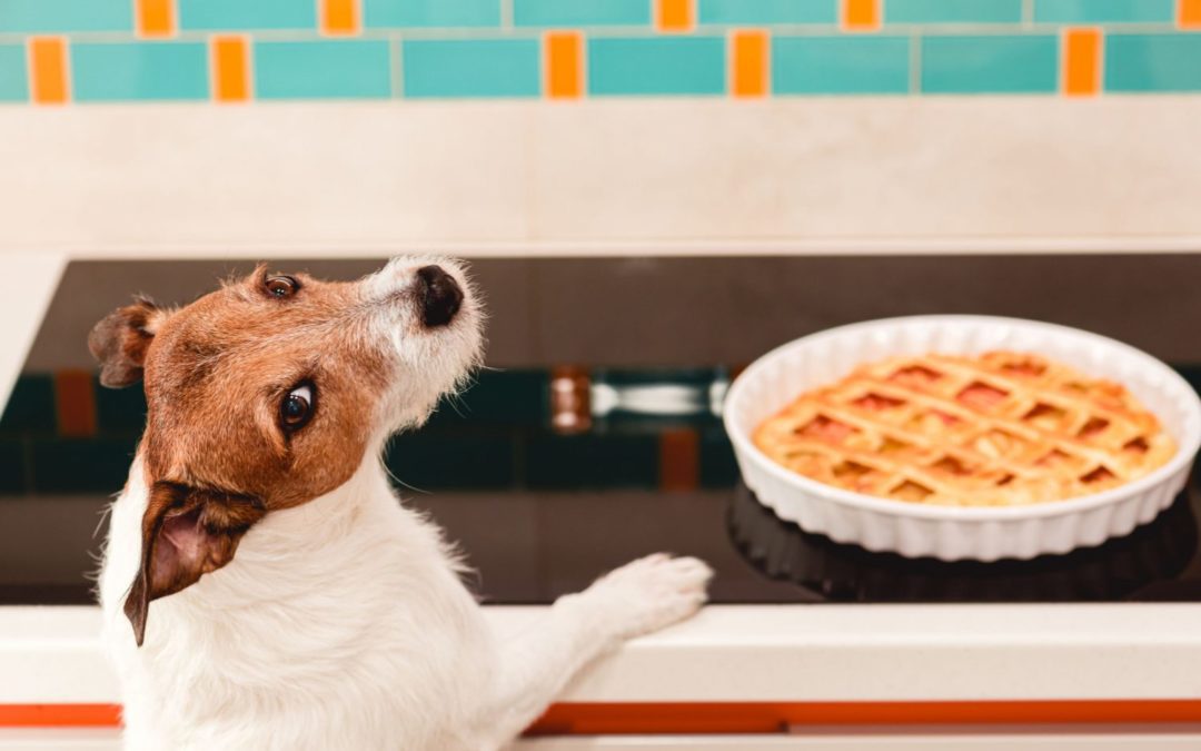 dog waiting to eat a pie of a table