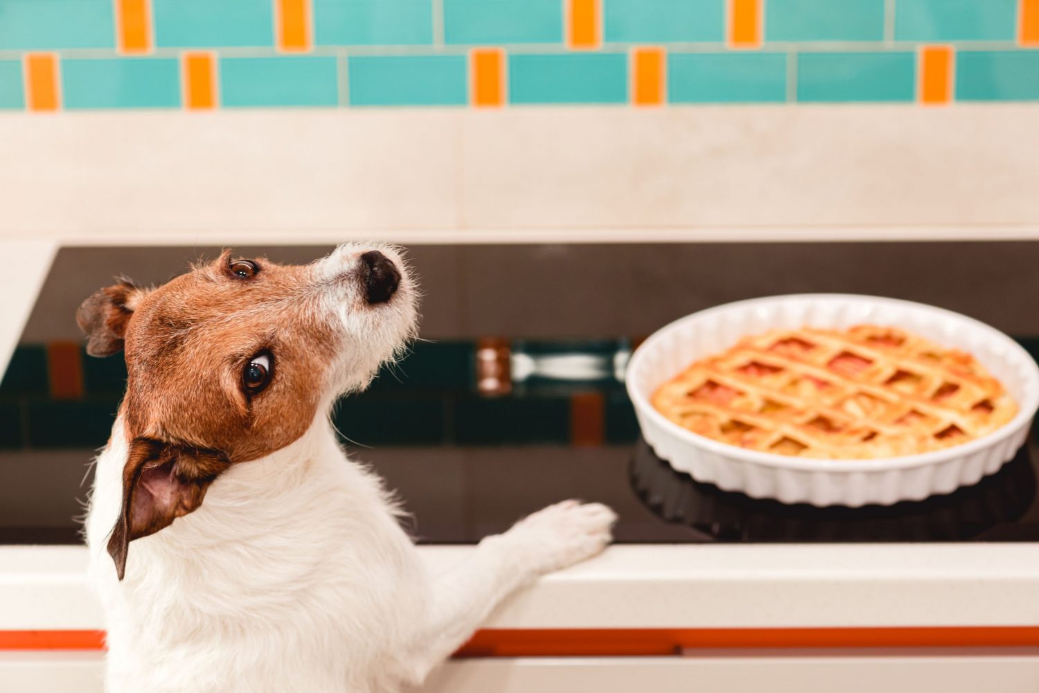 dog waiting to eat a pie of a table