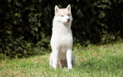 Why Is My Dog’s Penis Stuck?!? Paraphimosis In Dogs