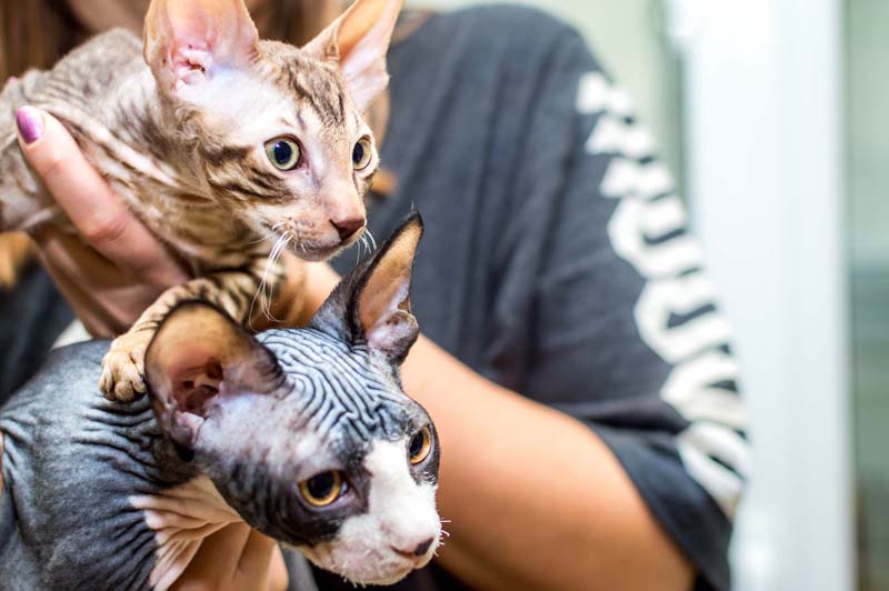 person holding two hairless cats