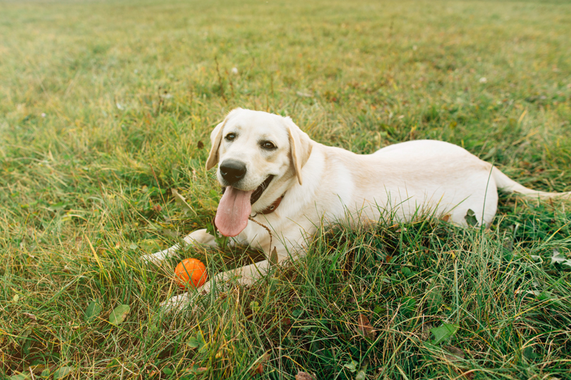 dog laying in the grass with a ball
