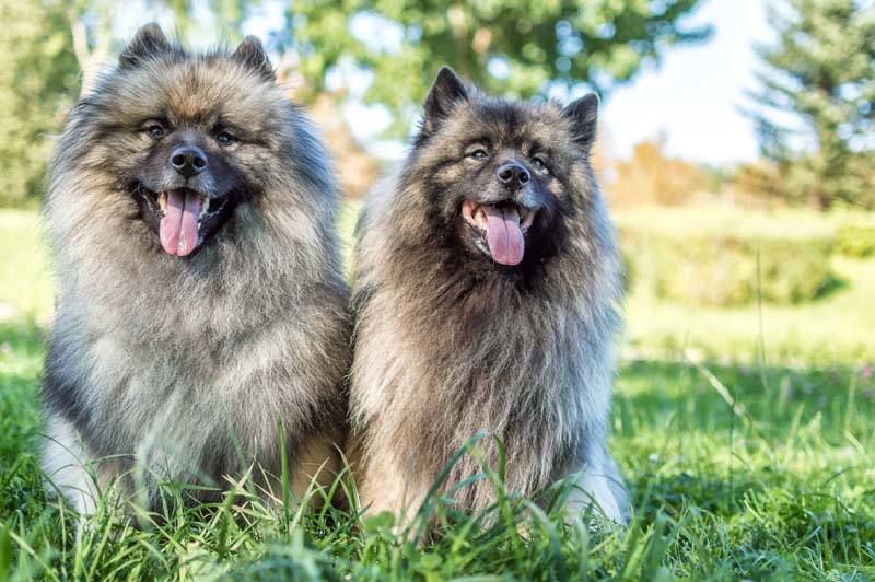 two fluffy dogs outside
