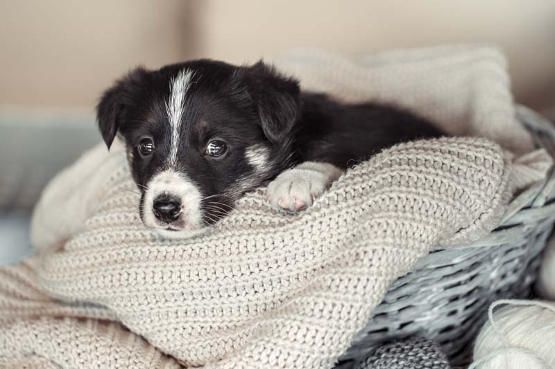 puppy laying in blankets
