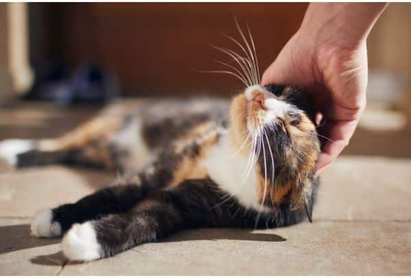 A vet petting a calico cat
